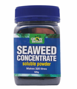 SEAWEED CONCENTRATE POWDER 125G