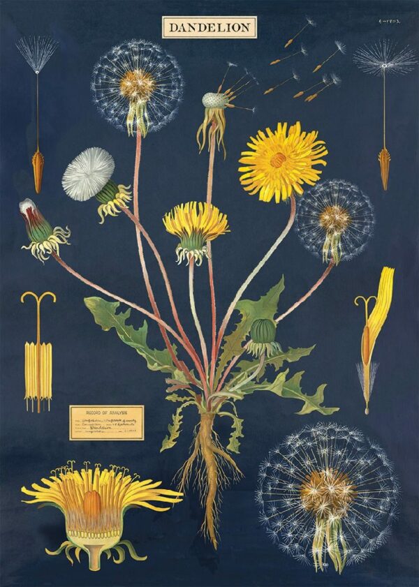 POSTER CAVALLINI - DANDELION