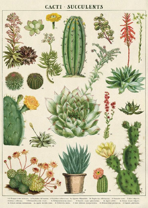 POSTER CAVALLINI - CACTI & SUCCULENTS