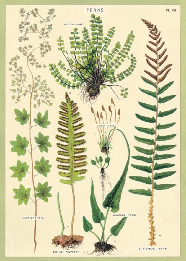 POSTER CAVALLINI - FERNS
