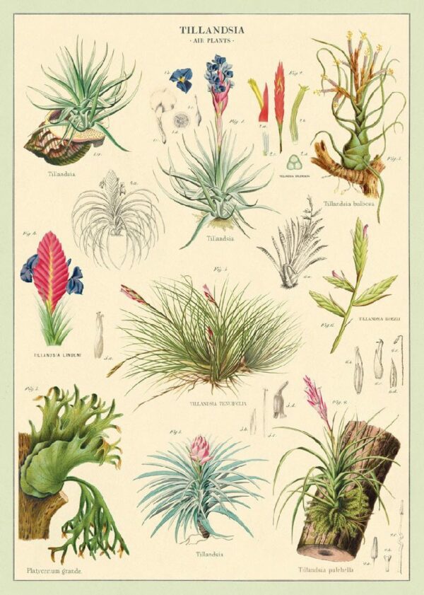 POSTER CAVALLINI - AIR PLANTS