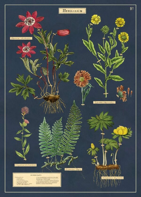 POSTER CAVALLINI - HERBARIUM