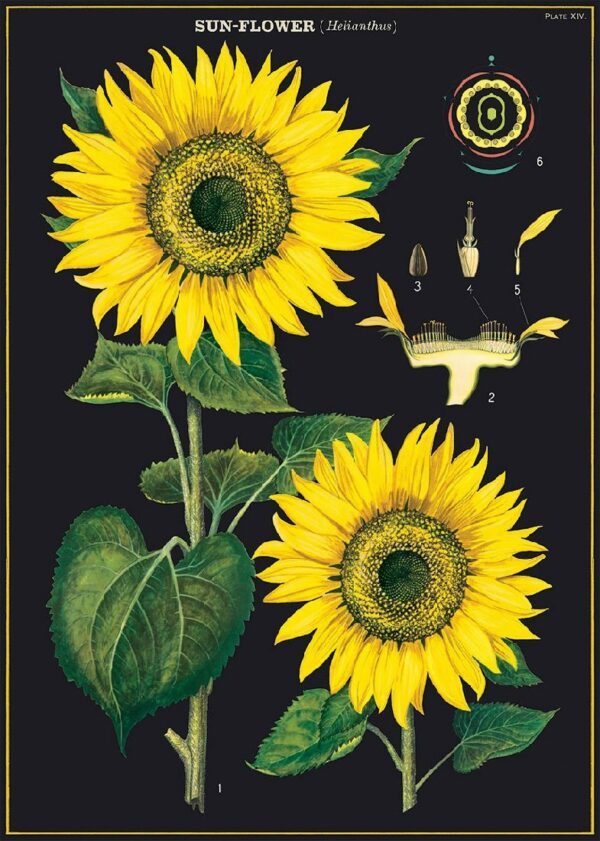 POSTER CAVALLINI - SUNFLOWER