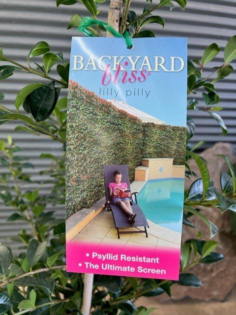 LILLY PILLY BACKYARD BLISS