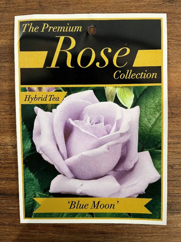 ROSE BLUE MOON