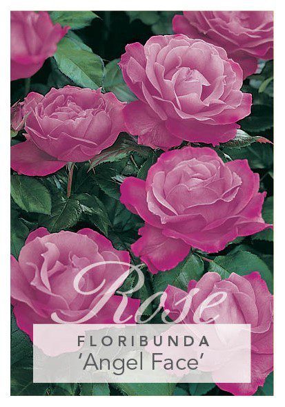 ROSE ANGEL FACE