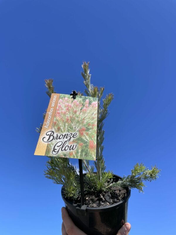 WOOLY BUSH BRONZE GLOW 140MM