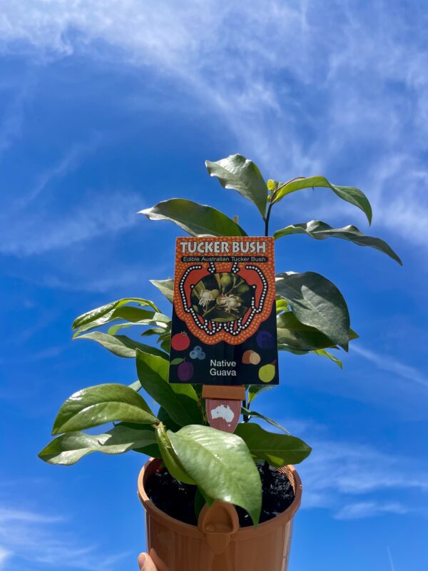 GUAVA EUPOMATIA LAURINA 140MM TUCKER BUSH