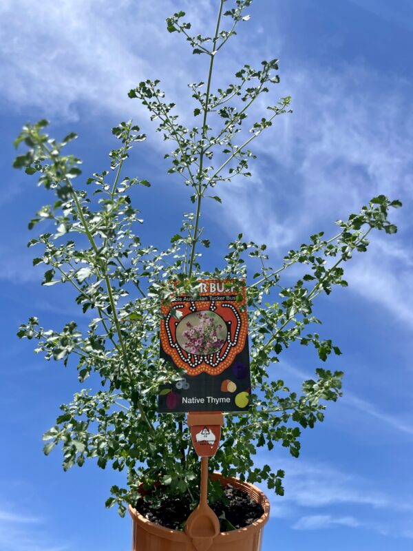 NATIVE THYME 140MM PROSTANTHERA INCISA