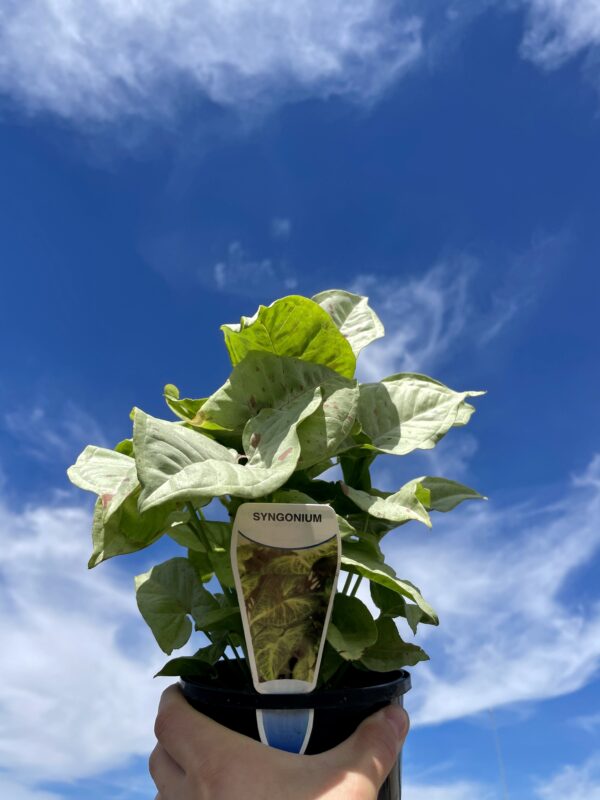 SYNGONIUM CONFETTI 140MM