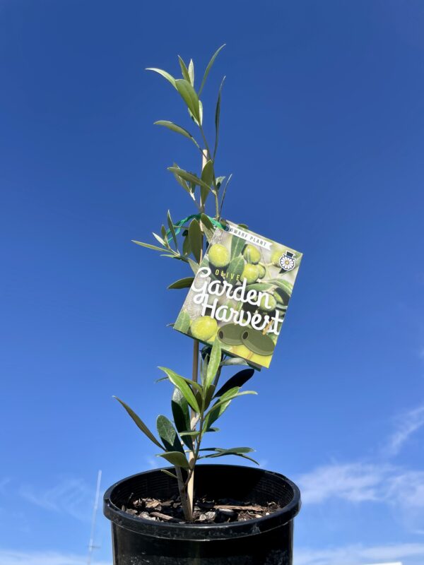 OLIVE GARDEN HARVEST 140MM