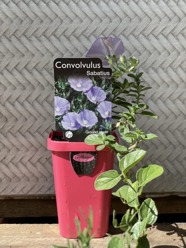 CONVOLVULUS SABATIUS