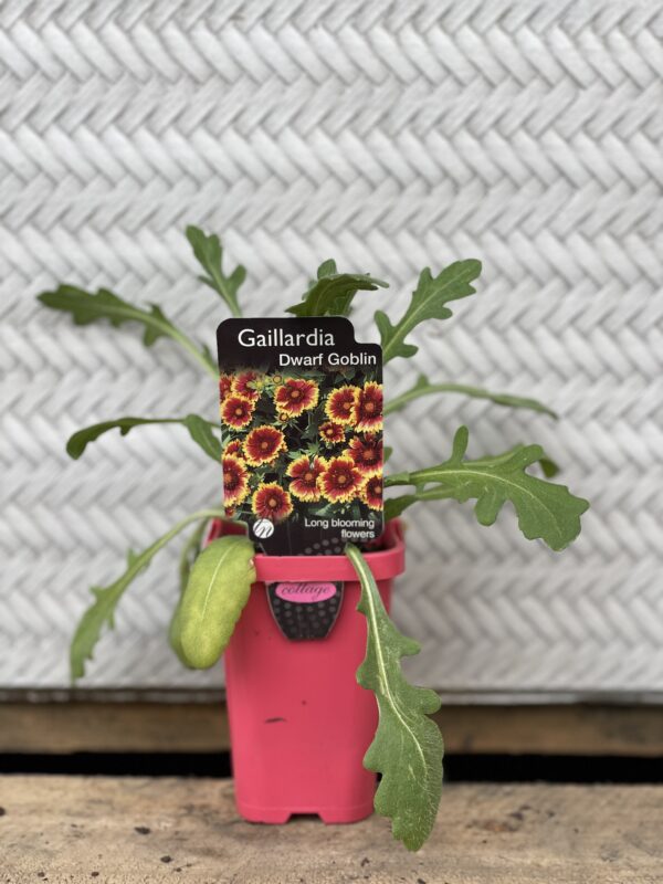 GAILLARDIA DWARF GOBLIN 7CM