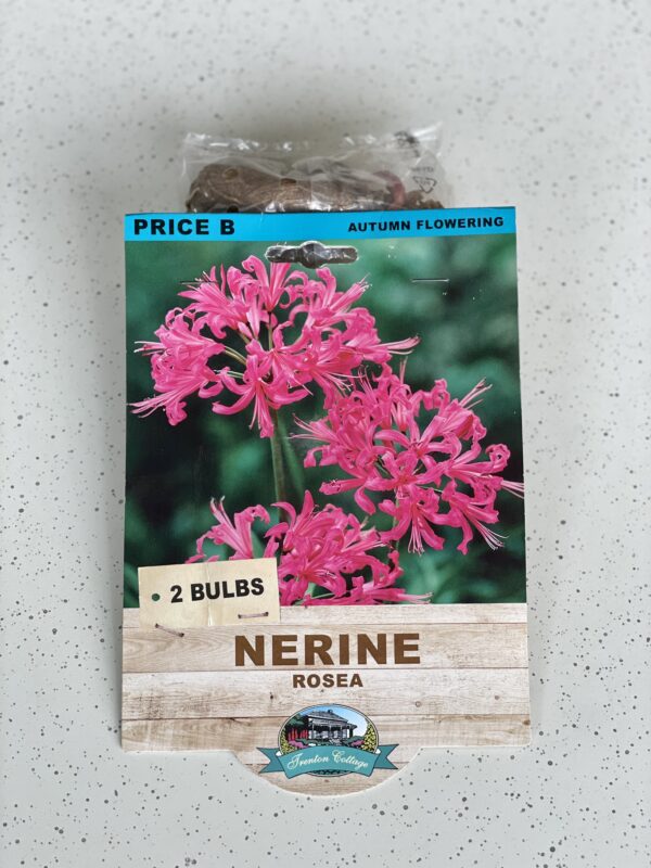BULB NERINE ROSEA 2PK