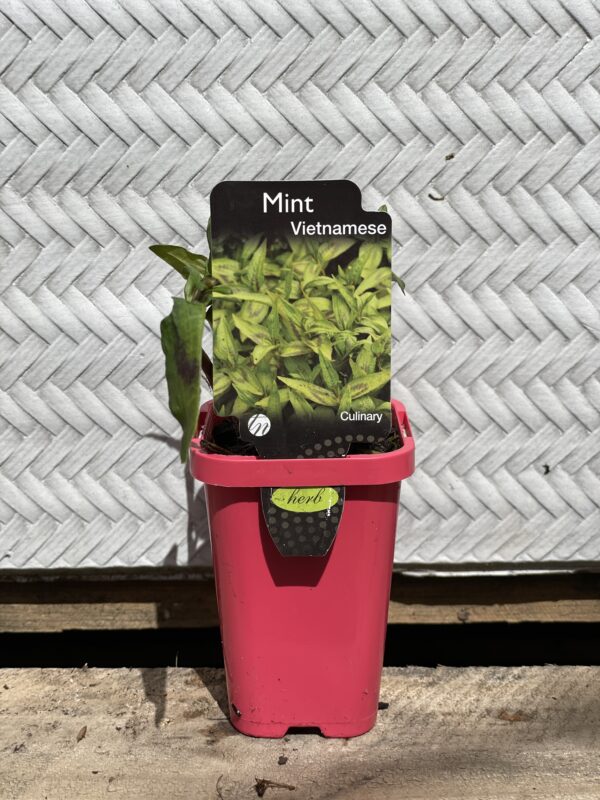MINT VIETNAMESE 7CM