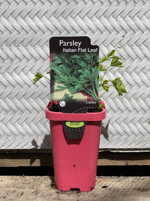 PARSLEY ITALIAN 7CM