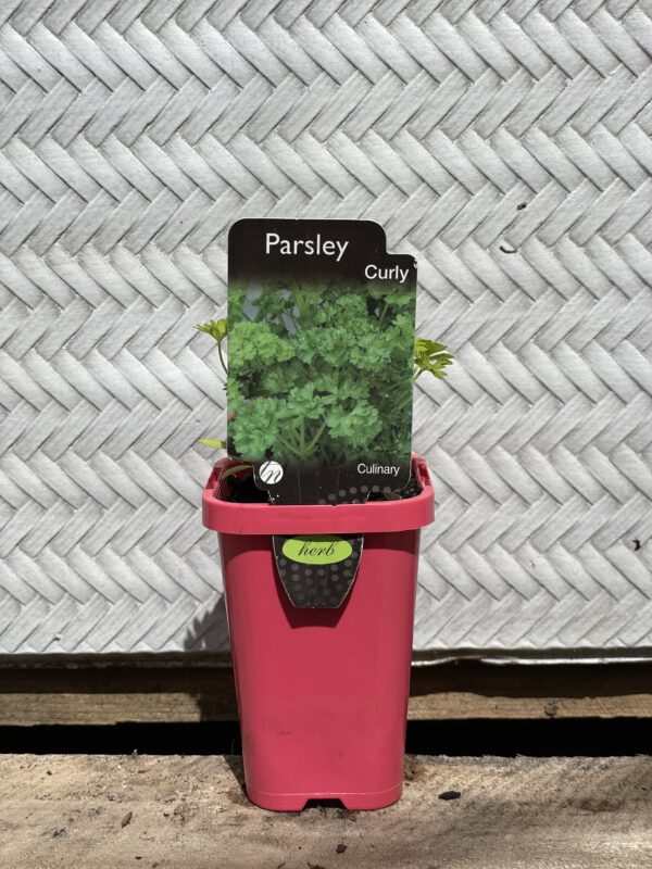 PARSLEY CURLY 7CM