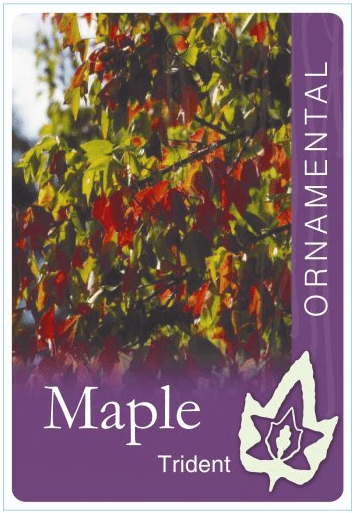MAPLE TRIDENT