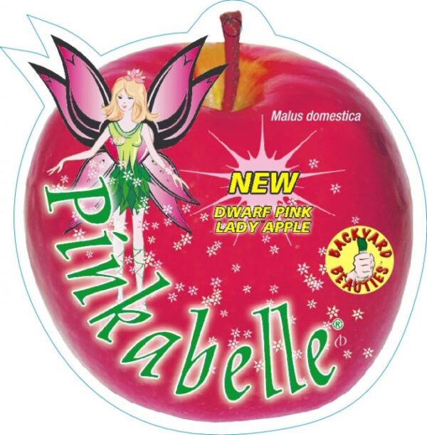 APPLE DWARF PINKABELLE [Sz:250mm]