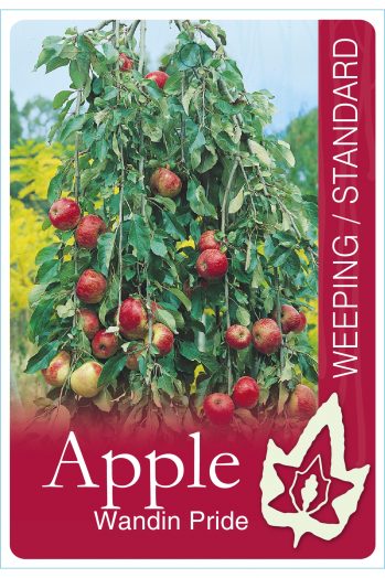 APPLE WANDIN PRIDE STANDARD WEEPING [Sz:400mm]