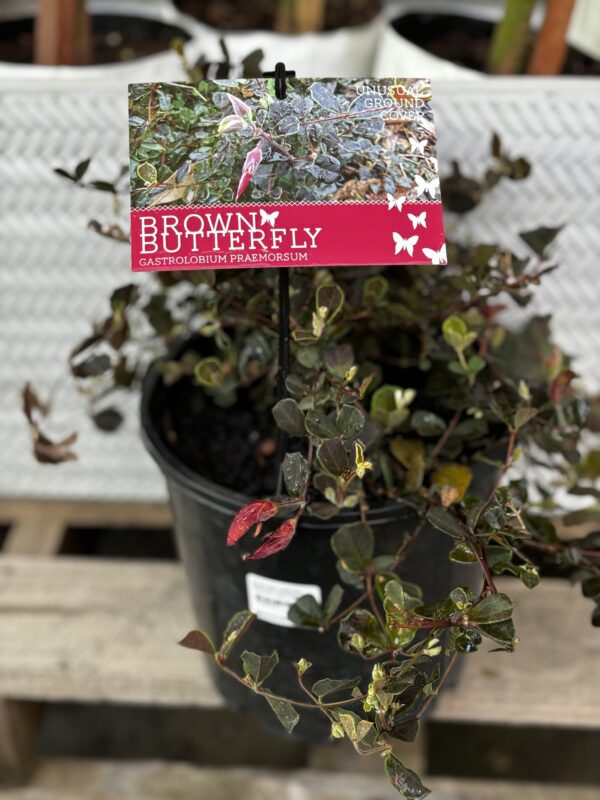 GASTROLOBIUM BROWN BUTTERFLY 200MM