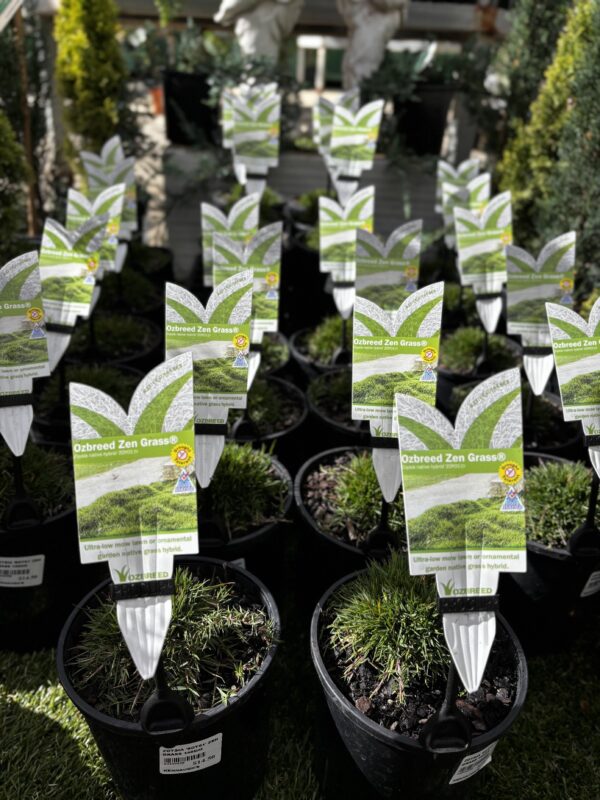 ZOYSIA 'SOY01' ZEN GRASS 140MM